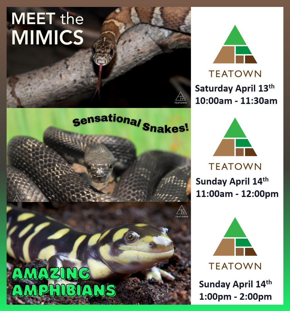 Teatown Snakes