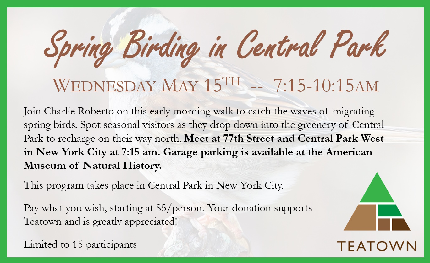 SpringBirding